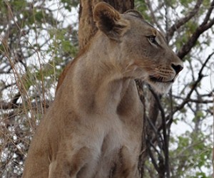 lion